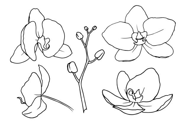 ilustraciones, imágenes clip art, dibujos animados e iconos de stock de flores orquídea phalaenopsis. ilustración floral vectorial dibujada a mano de planta tropical en estilo arte lineal. boceto de contorno en colores blanco y negro sobre fondo aislado. dibujo de contorno botánico - moth orchid