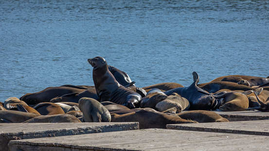 The famous sea lions on San Francisco's wooden floating docks at pier 39 of Fishermans wharf