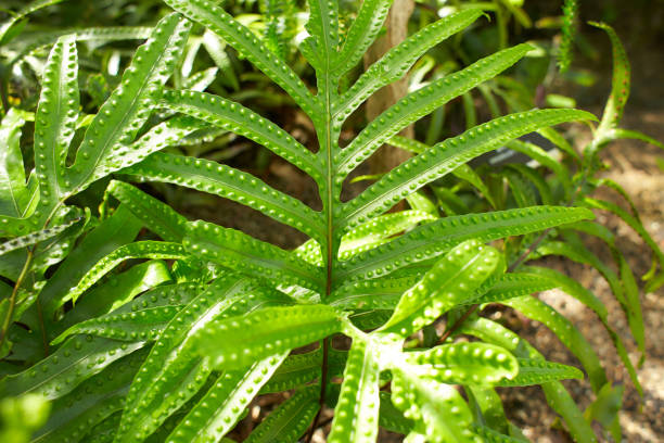 Leafs of Microsorum pustulatum KANGAROO FERN Polypodiaceae in the garden. Summer and spring time Leafs of Microsorum pustulatum KANGAROO FERN Polypodiaceae in the garden. Summer and spring time polypodiaceae stock pictures, royalty-free photos & images