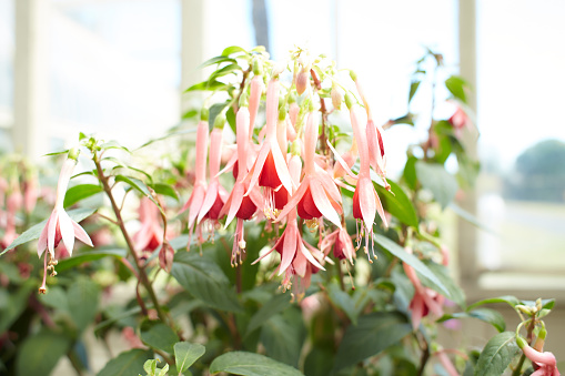 Large number of blooming Pink and white Fuchsia flowers