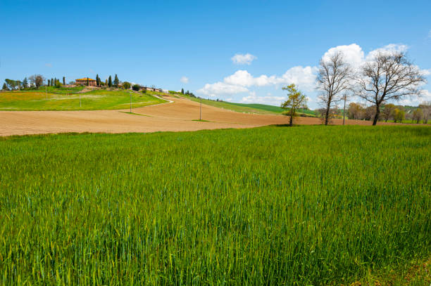 istock Green hills of Tuscany 1441971709