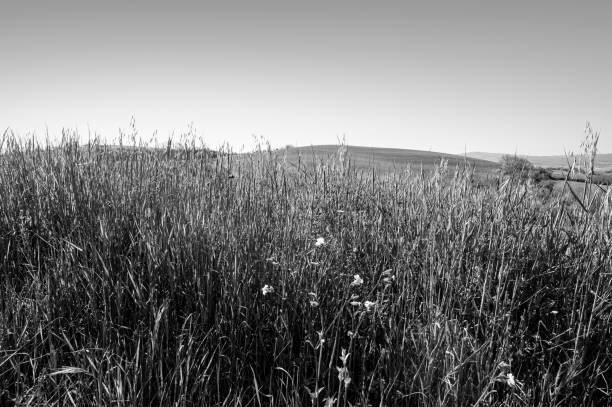 Gentle green hills of Tuscany with fields of wheat, flowers and timeless Italian beauty in black and white