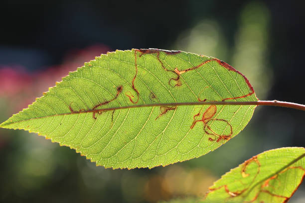 Apple leafminer, Clerk's snowy bentwing (Lyonetia clerkella), larva in a mine in a cherry leaf, Prunus avium.