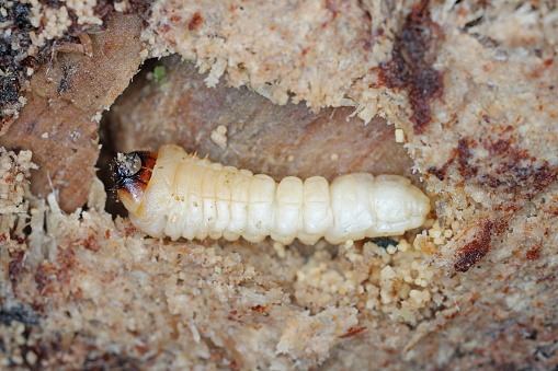 The larva of a beetle of the goat family, Cerambycidae, Rhagium under the bark of a tree.