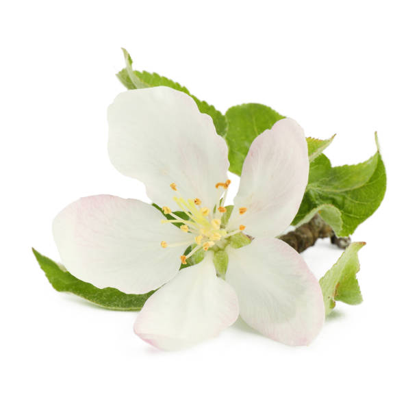 istock Close-up, apple tree flower on a white background. 1441975183