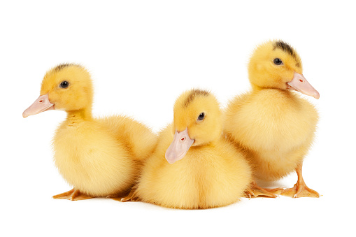 Three yellow ducklings on a white background, young poultry, close-up.