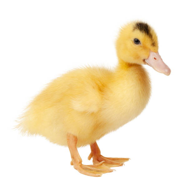 istock Little yellow newborn duckling on a white background. 1441975501