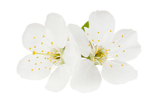 Alpine flowering plant