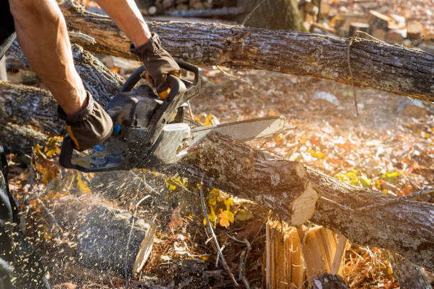 istock In the aftermath of a hurricane, professionals are cutting down broken trunk trees with chainsaws 1441976571