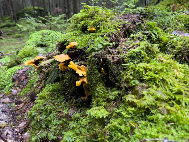 istock Stunning Mushrooms, From a forest in Sweden. 1441977010