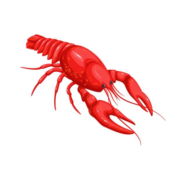 ilustrações, clipart, desenhos animados e ícones de lagostim de rio - crayfish