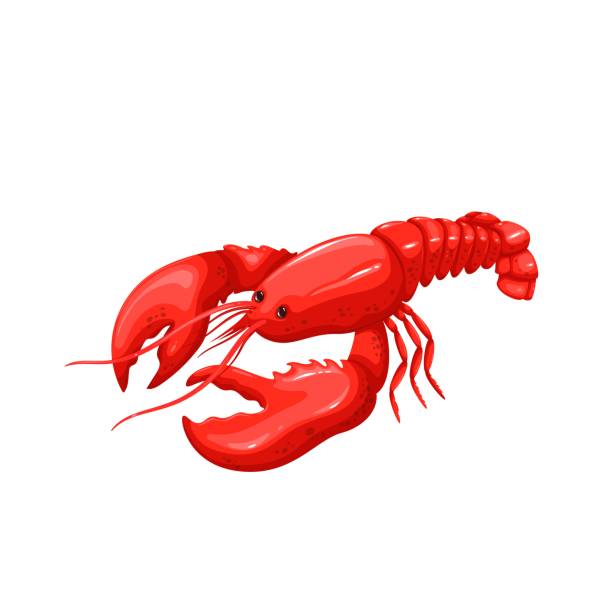 illustrations, cliparts, dessins animés et icônes de homards - homard