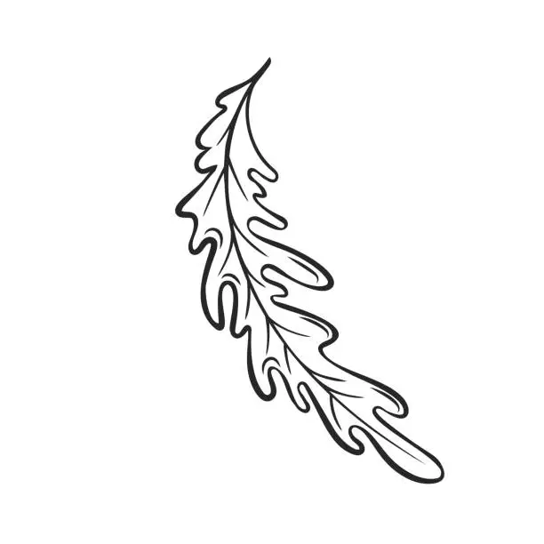 Vector illustration of Outline Arugula