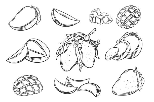 Mango Set Mango set outline icon vector illustration. Hand drawn line whole tropical fruit and cut into half and slices, cubic pieces and segments of ripe mango, organic tree branch with leaf and flower mango fruit drawing stock illustrations