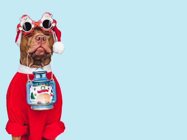 istock Lovable, pretty puppy holding candlestick. Close up 1441978327