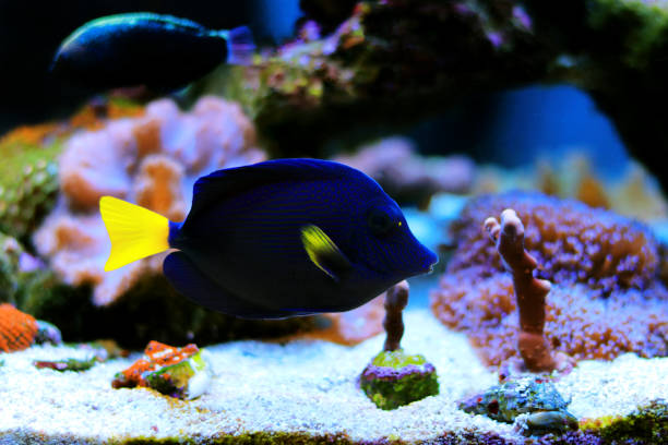 istock The purple tang or yellowtail tang - (Zebrasoma xanthurum) 1441981723