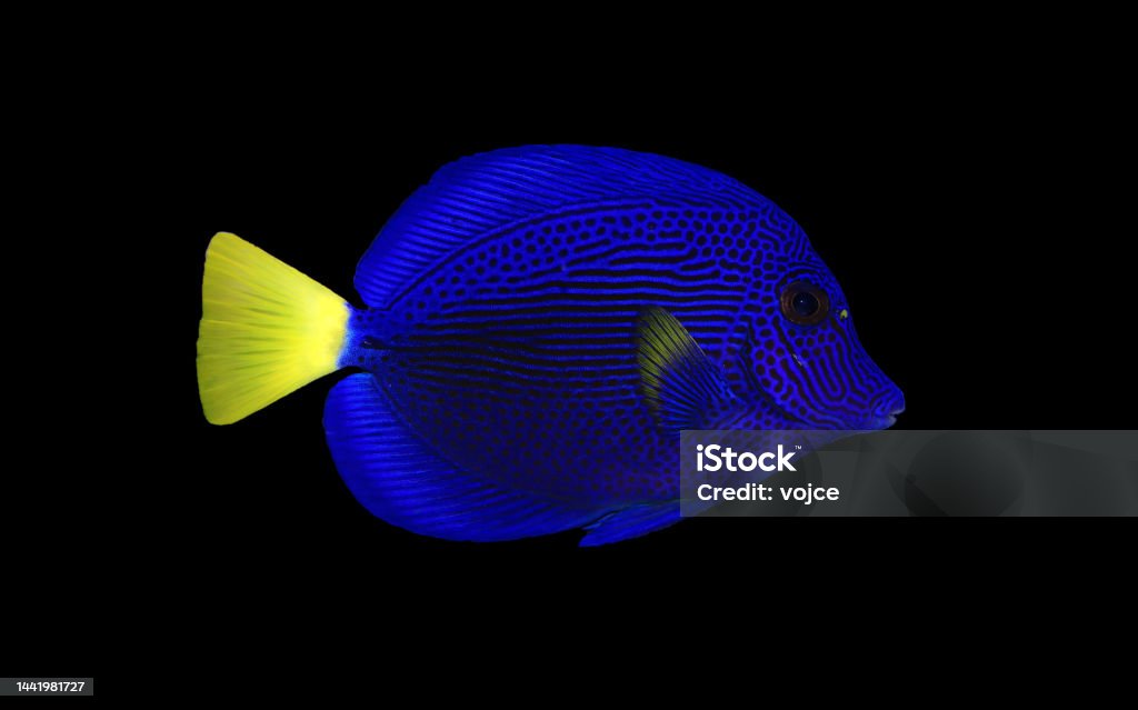 The purple tang or yellowtail tang - (Zebrasoma xanthurum) Zebrasoma xanthurum, the purple tang or yellowtail tang, is a species of reef surgeonfish in the family Acanthuridae. Close-up Stock Photo