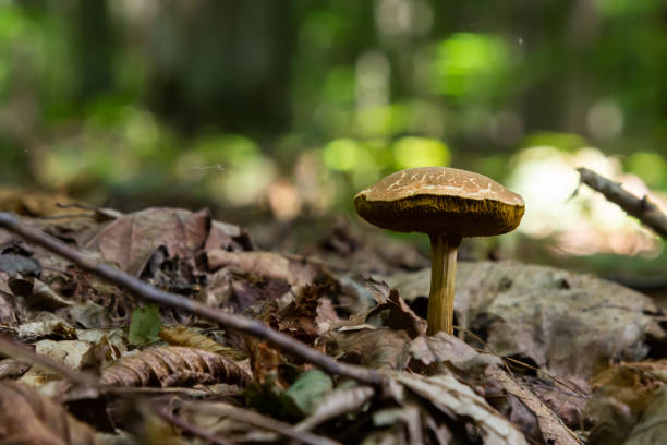 Xerocomellus chrysenteron, known as Boletus chrysenteron or Xerocomus chrysenteron - edible mushroom. Fungus in the natural environment.