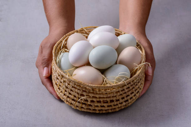 istock Country chicken eggs. Hands holding organic free range chicken eggs in a straw basket. 1441982862