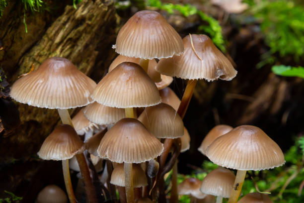 istock Clustered Bonnet Mycena inclinata growing on a mossy stump 1441983345