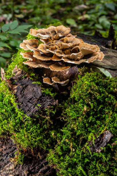 istock Gloeophyllum sepiarium mushroom on the tree into the forest. Rusty gilled polypore 1441983444
