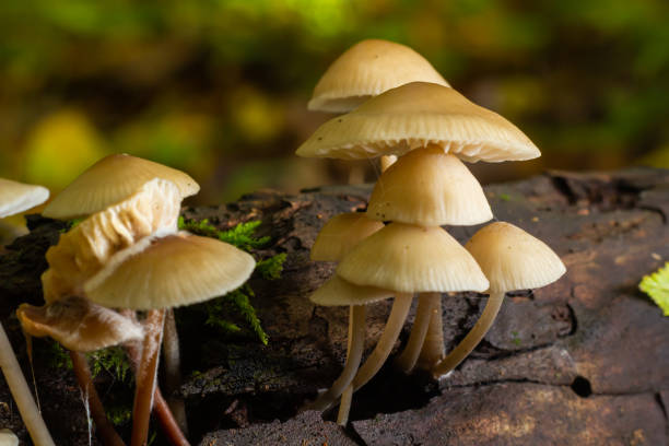 istock Magic mushrooms growing on moss. Most probably Mycena galericulata 1441983478