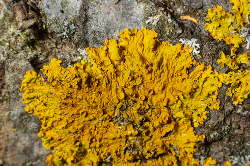 Detail of the bark of a tree on which lichen grows.