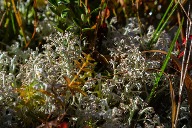 hypogymnia physodes lichen de moine sur une branche d’arbre en forêt mise au point sélective - monkhood photos et images de collection