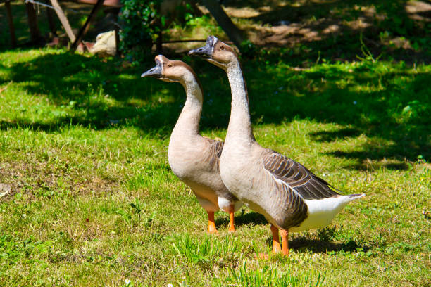 Chinese goose in abbey garden 2 chinese goose in garden chinese goose stock pictures, royalty-free photos & images