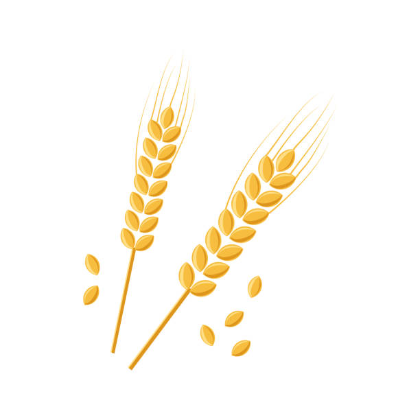 ilustraciones, imágenes clip art, dibujos animados e iconos de stock de icono vector de trigo o cebada de espiga, mazorca y grano, maíz de cereales, cultivo de centeno y arroz, símbolo agrícola, planta de avena. ilustración dorada - espiga de trigo