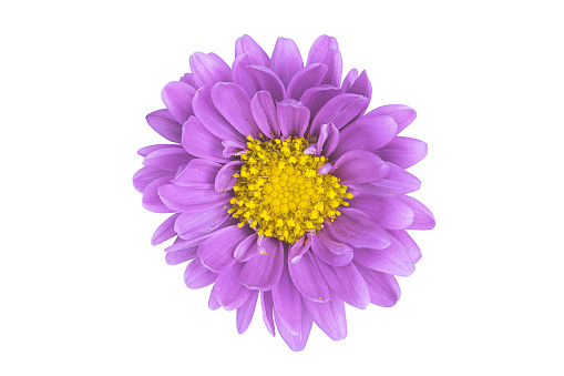 light purple flower on a white isolated background.medical and beauty industry.