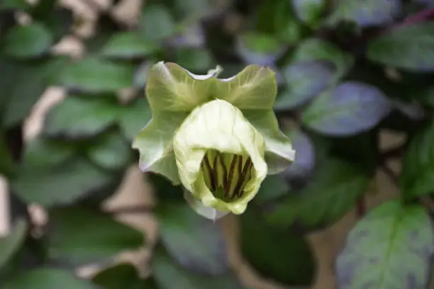 Close up of Cup-and-Saucer Vine (Cobaea scandens)