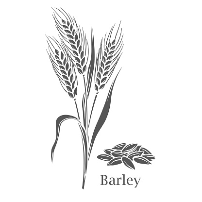 Barley cereal crop glyph icon vector illustration. Cut black silhouette growing grain farm harvest on rural agriculture field, ripe organic ears of plant with grass stem, leaf and seeds and Barley text