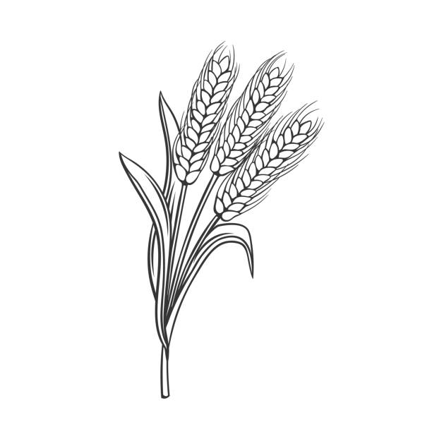Free Wheat Vector Art