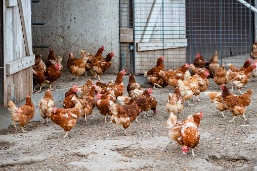 Happy free range chickens and hens on farm in henhouse or coop are kept by farmer in species appropriate manner and produce bio eggs