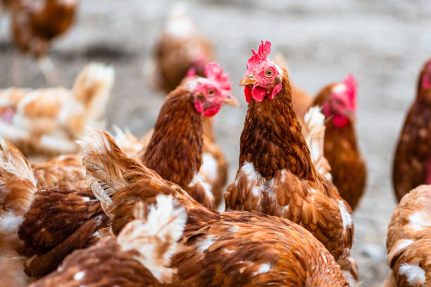 istock chicken and hen at farm or henhouse 1441987593