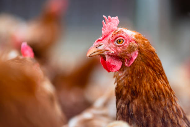 istock chicken and hen at farm or henhouse 1441987617