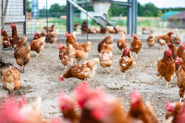 istock chicken and hen at farm or henhouse 1441987630