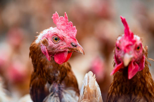 istock chicken and hen at farm or henhouse 1441987764