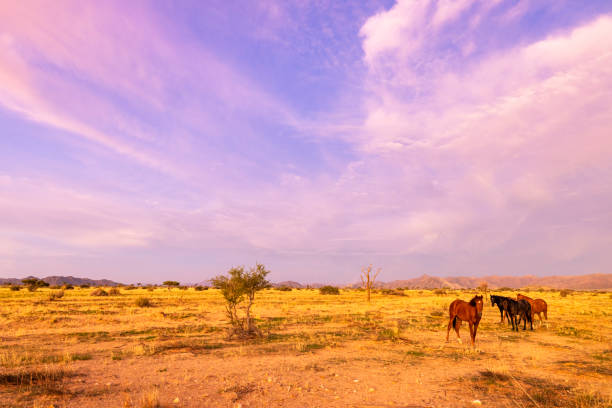 Wild horses at sunset in the veld at Camp Gecko Namibia