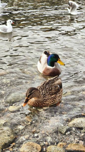 istock Ducks and seagulls. Svizzera, Ascona 1441988890