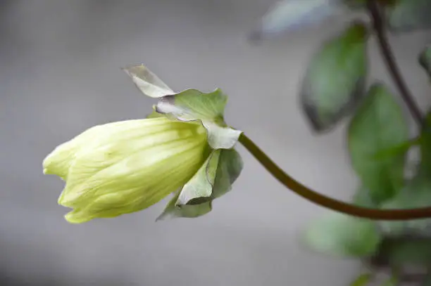 Cup-and-Saucer Vine (Cobaea scandens)