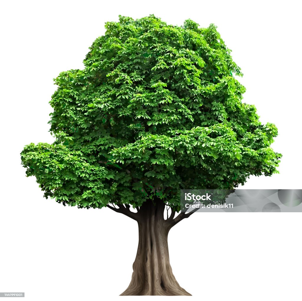 Viejo roble de hadas realista en vector - arte vectorial de Árbol libre de derechos Viejo roble de hadas realista en vector - arte vectorial de Árbol libre de derechos