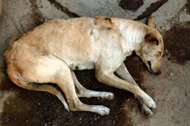 Stray dog on pavement, top view Stray dog on ground, top view. Rescue and shelters for homeless animals. Made boarding home for dogs. Concept: we are responsible for animals, compassion, humanity wrongdoer stock pictures, royalty-free photos & images