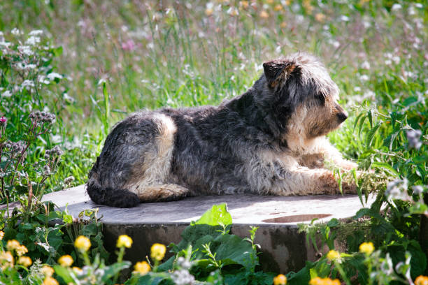 Stray dog lies on podium as monument Stray dog lies on podium as monument among green meadows, dog monument. Year of the dog wrongdoer stock pictures, royalty-free photos & images