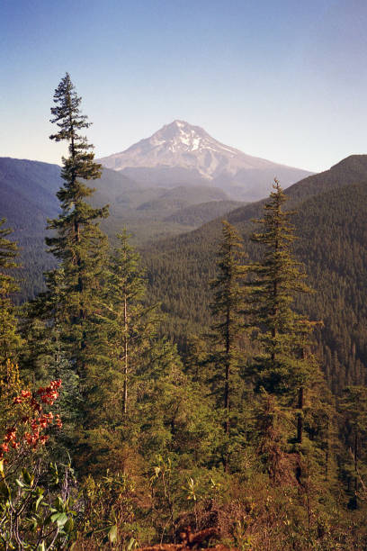 istock Mt. Hood and ZigZag 1441992589
