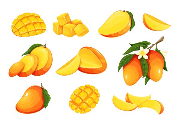 illustrations, cliparts, dessins animés et icônes de ensemble de mangues, fruits tropicaux entiers coupés en moitiés, quartiers, tranches et cubes pour le dessert - mangue