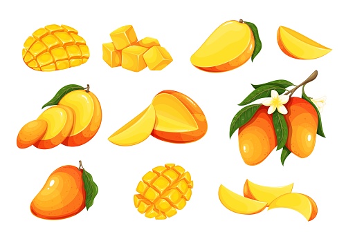 Mango set vector illustration. Cartoon isolated whole fresh raw tropical fruit cut into halves, quarters, slices and cubes for healthy dessert, organic mango with flowers and leaves on tree branch