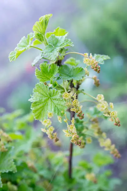 white currant or whitecurrant twig with flowers close up
