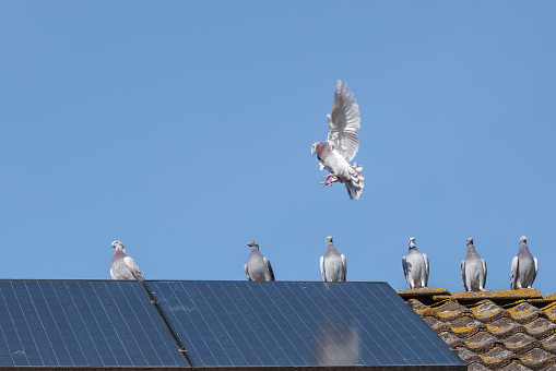 A group of carrier pigeons flirt on the ridge of the roof with solar panels against a clear blue sky
